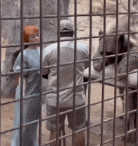 a man and a woman are standing in a cage with elephants behind them
