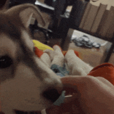 a close up of a person holding a dog 's paw