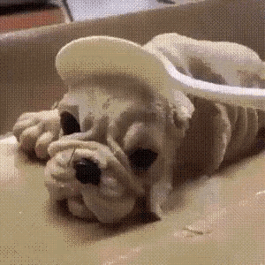 a dog with a spoon on its head is laying on a table .