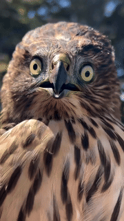 Hawk Front Facing GIF - Hawk Front Facing Scared GIFs