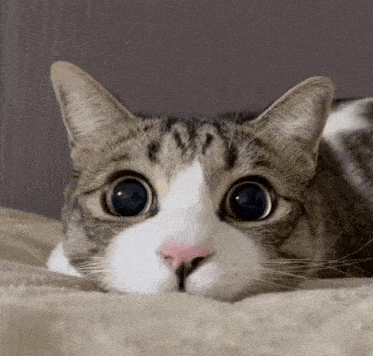 Eyes Cat GIF - Eyes Cat Gip GIFs