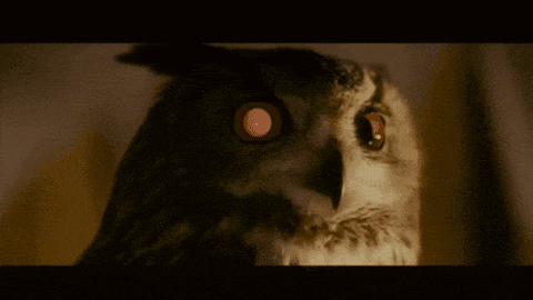 a close up of a owl 's face with a black background