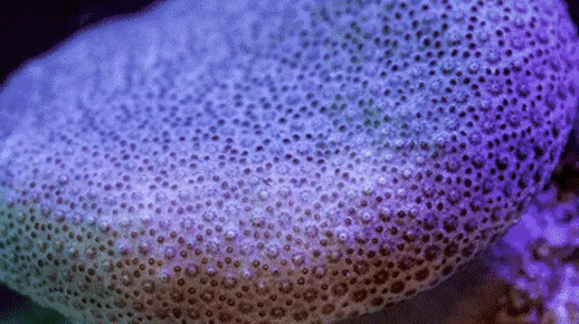 Trypophobia Fungi GIF - Trypophobia Fungi Coral GIFs
