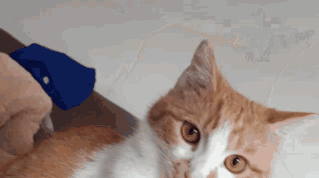 a close up of a cat 's face looking at the camera