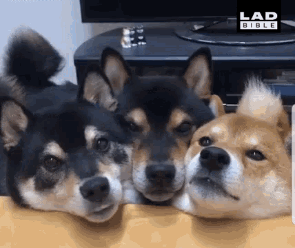Dogs Hello GIF - Dogs Hello Tongue Out GIFs