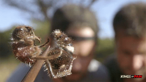 Insect Wasp GIF - Insect Wasp Look Up GIFs