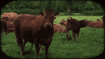 a herd of brown cows in a grassy field