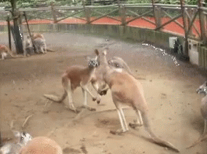 Kangaroos Fight GIF - Kangaroos Fight GIFs