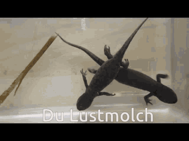 Lustmolch Molch GIF - Lustmolch Molch Du Lustmolch GIFs