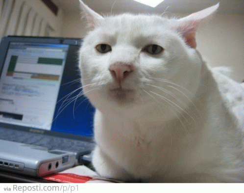 Ugly Cat White Ugly Cat GIF - Ugly Cat White Ugly Cat White Cat GIFs
