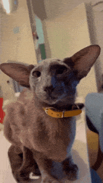 Luffy Cat GIF - Luffy Cat Oriental Shorthair GIFs