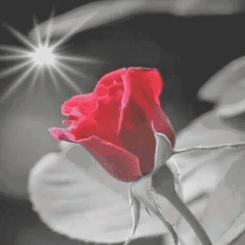 a close up of a red rose in a black and white photo with a light shining on it .