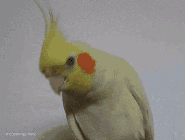 a close up of a yellow and orange parrot with cockatiel taiyo written on the bottom