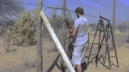 a man is standing next to a lion behind a fence