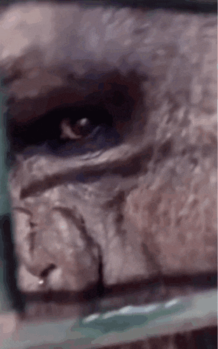 a close up of a gorilla 's eye with a green background