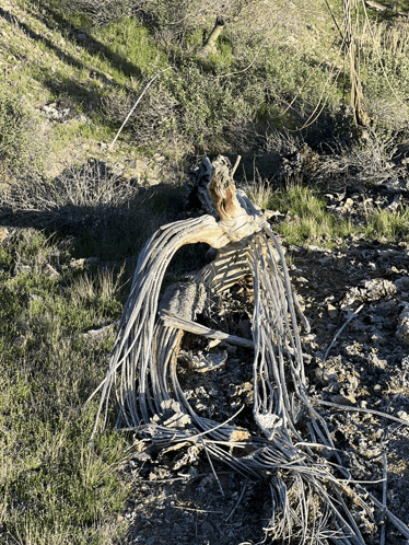 a bunch of branches are laying on the ground in the desert
