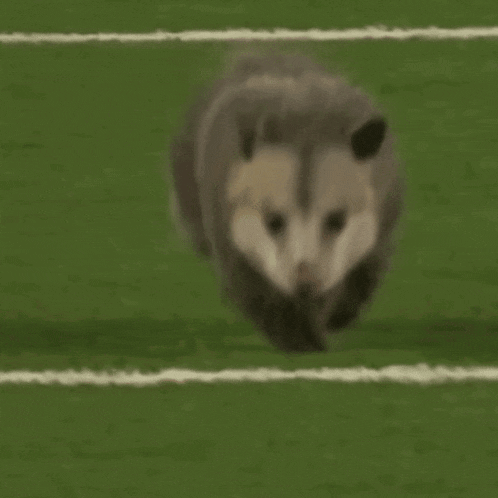 Opossum Running GIF - Opossum Possum Running GIFs