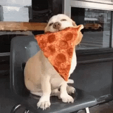 Food Pizza GIF - Food Pizza Dog GIFs