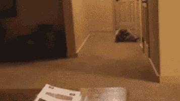 a cat is laying on the floor in a hallway next to a book .