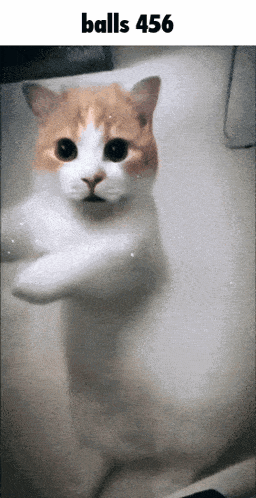 a cat in a bathtub with the words balls 456 on the bottom