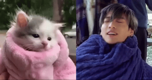 Dolliekyu Jungkook Cat GIF - Dolliekyu Jungkook Cat Jungkook Kitten GIFs