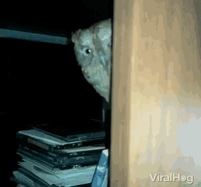 an owl peeking out of a closet next to a stack of books