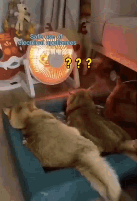 a group of cats are laying in front of a fan with the words " safe use of electrical appliances " above them