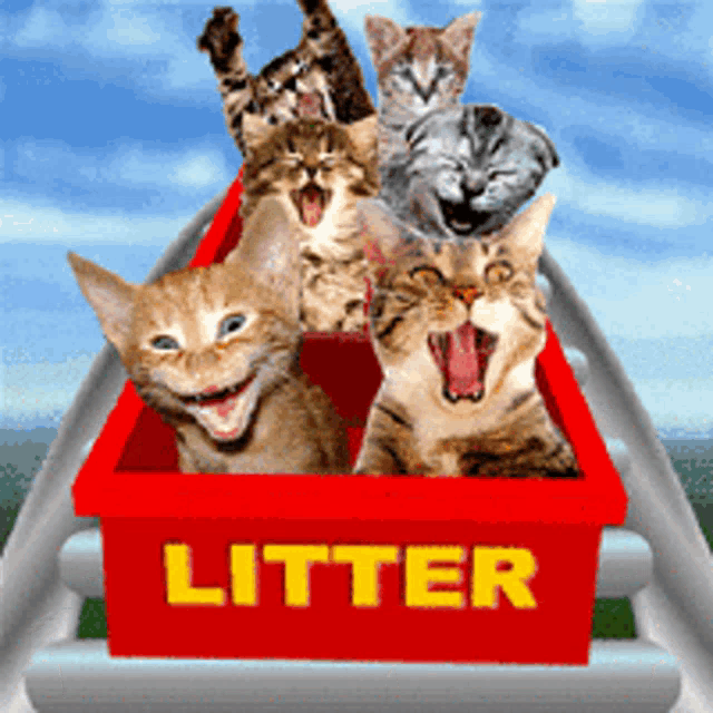 a group of cats are riding on a roller coaster called litter