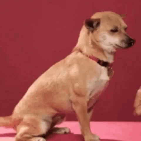 Funny Animals Dog GIF - Funny Animals Dog Thug GIFs