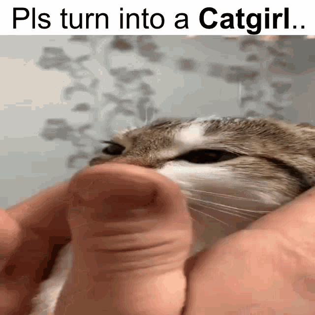 Catgirl Pls Turn Into A Catgirl GIF - Catgirl Pls Turn Into A Catgirl Cats GIFs
