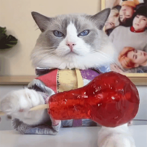 Look At This Lollipop Puff GIF - Look At This Lollipop Puff Meow Chef GIFs