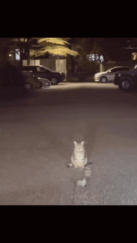 a cat is sitting on the ground in a parking lot