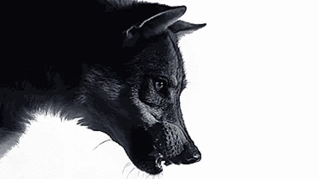 a close up of a black wolf 's face with its mouth open