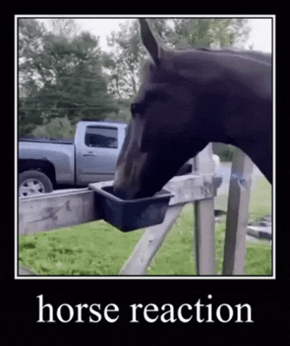 a black horse is drinking water from a bucket attached to a fence .