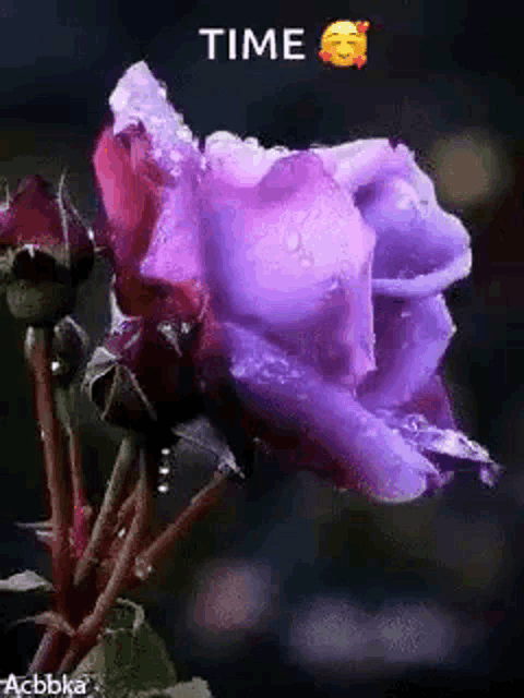 a close up of a purple rose with water drops on it and the words `` time '' .