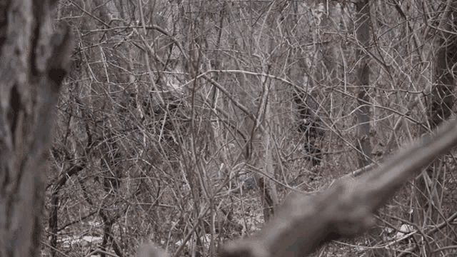 Forest Digging GIF - Forest Digging Busy GIFs