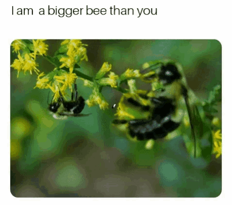 two black bees are sitting on a yellow flower with the caption i am a bigger bee than you