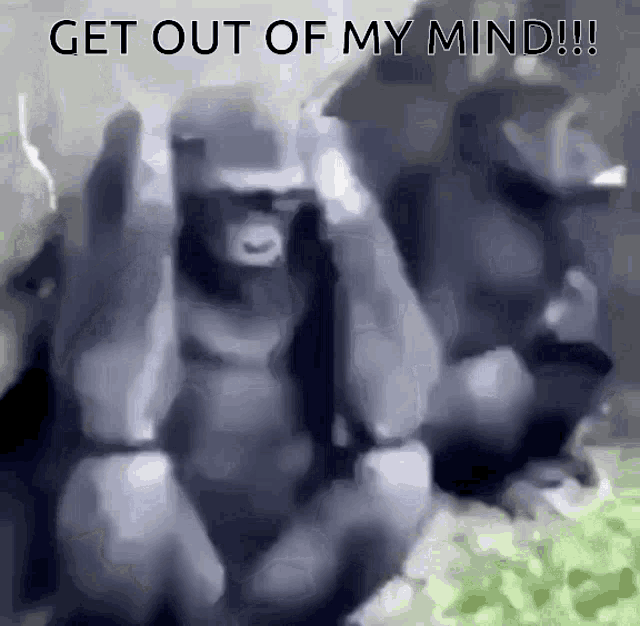 Get Out Of My Mind Monkey GIF - Get Out Of My Mind Monkey Scream GIFs