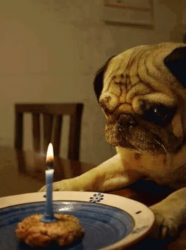 Happy Birthday GIF - Happy Birthday Pug GIFs