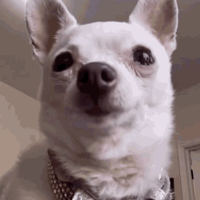 a close up of a white chihuahua wearing a bandana