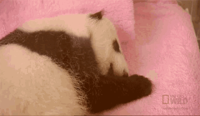 Sleepy Nat Geo Wild GIF - Sleepy Nat Geo Wild National Panda Day GIFs