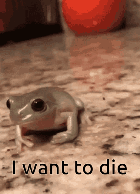 I Want To Die Frog GIF