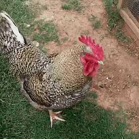 Coq GIF - Chicken Rooster Cock GIFs