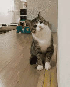 a cat standing next to a wall with a toy car in the background that says ' e ' on it
