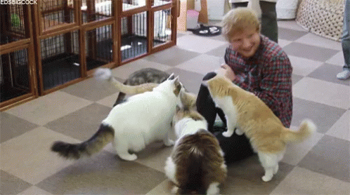 Ed Sheeran GIF - Ed Sheeran Cats GIFs