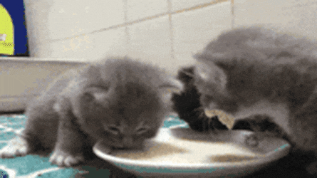two kittens are drinking milk from a white bowl