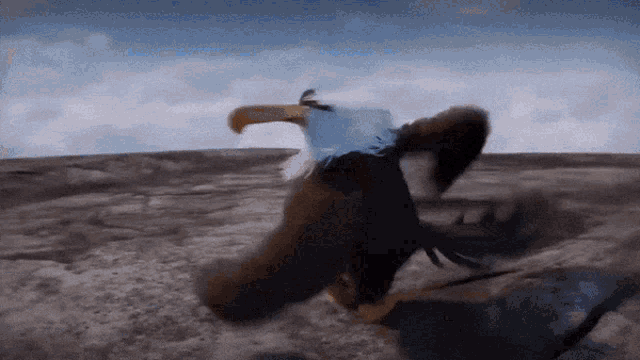 Mighty Suspicious Eagle Mighty Eagle GIF
