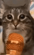 a cat is holding a microphone in its paws and looking at the camera .