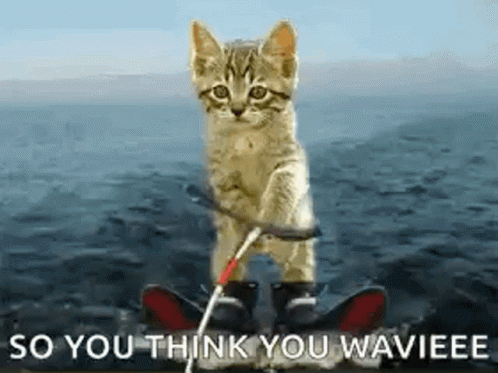 Skiing Cat Water Skiing GIF - Skiing Cat Water Skiing You Think You Waviee GIFs