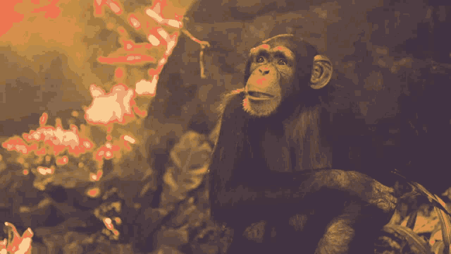 Monkey Head Shake GIF - Monkey Head Shake Chimp GIFs